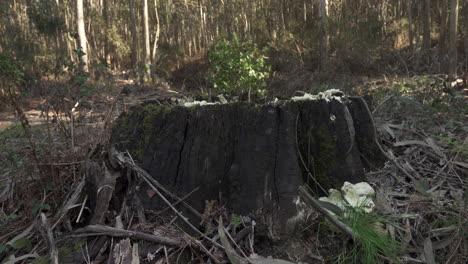 Old-tree-stump-amidst-Portuguese-mountain-forest-with-fungi-growing-on-it---Medium-shot