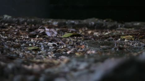 gotas de agua rebotando en el suelo debajo de los árboles en un claro