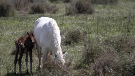 carmargue horses 4k 06