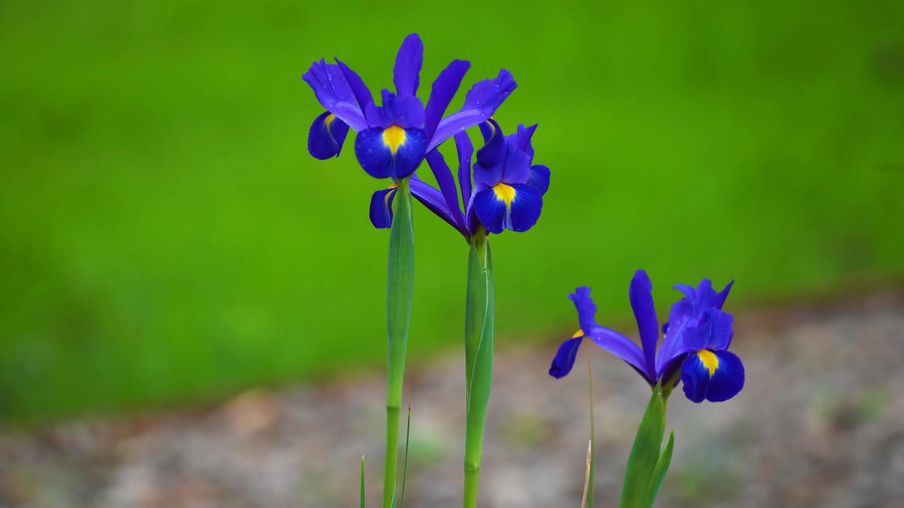 3 blue and yellow flowers