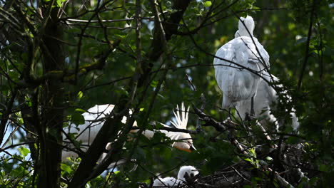 Löfflerküken-Beim-Nestputzen