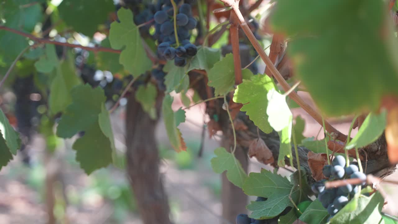 primer plano de racimos de uvas syrah shiraz colgando de la vid mientras una mano las alcanza y las corta para la cosecha