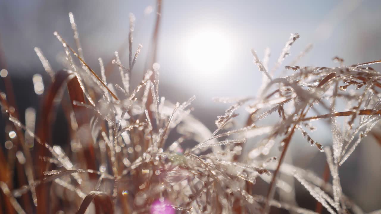 Close up of Frozen Grass