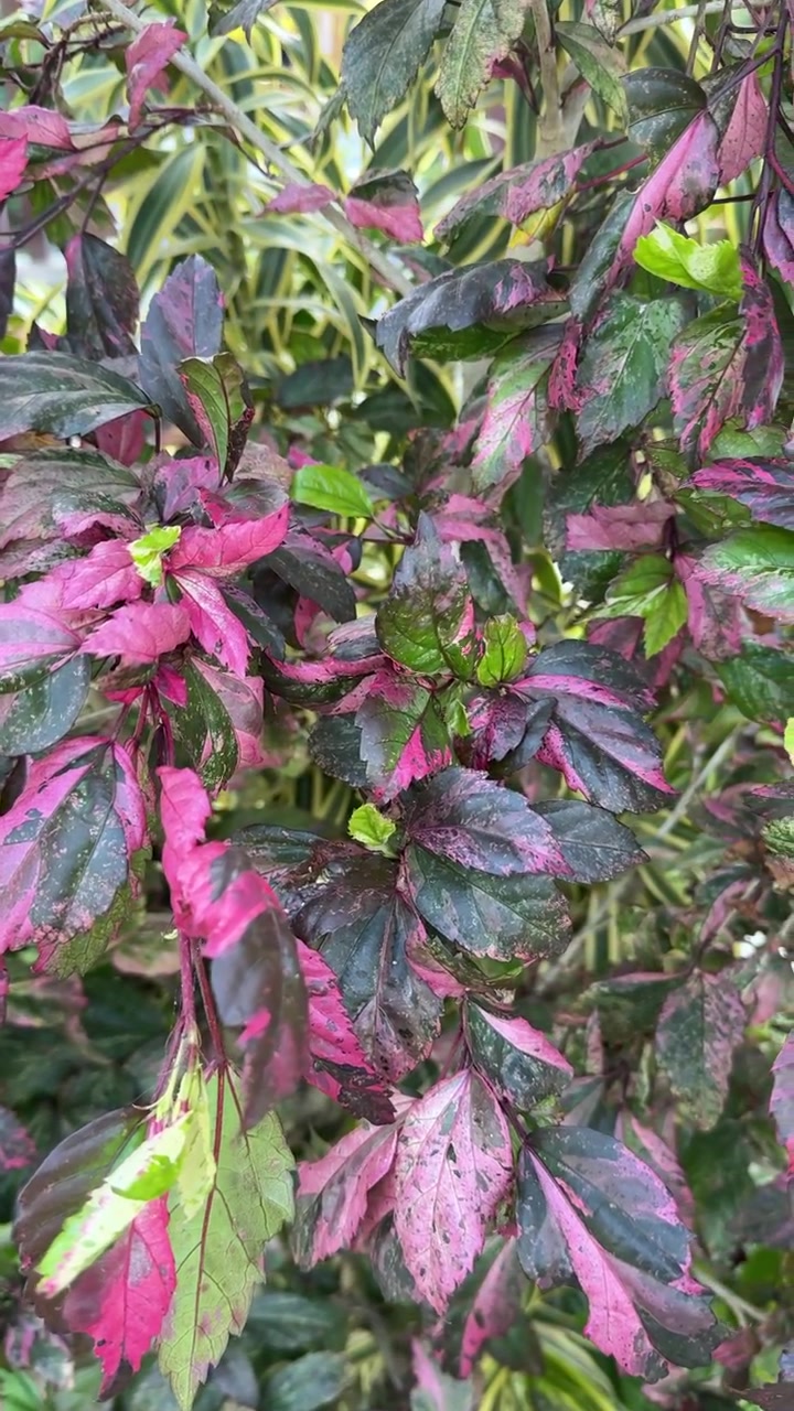 Primer plano de hojas de hibisco variegadas con follaje rosa y verde