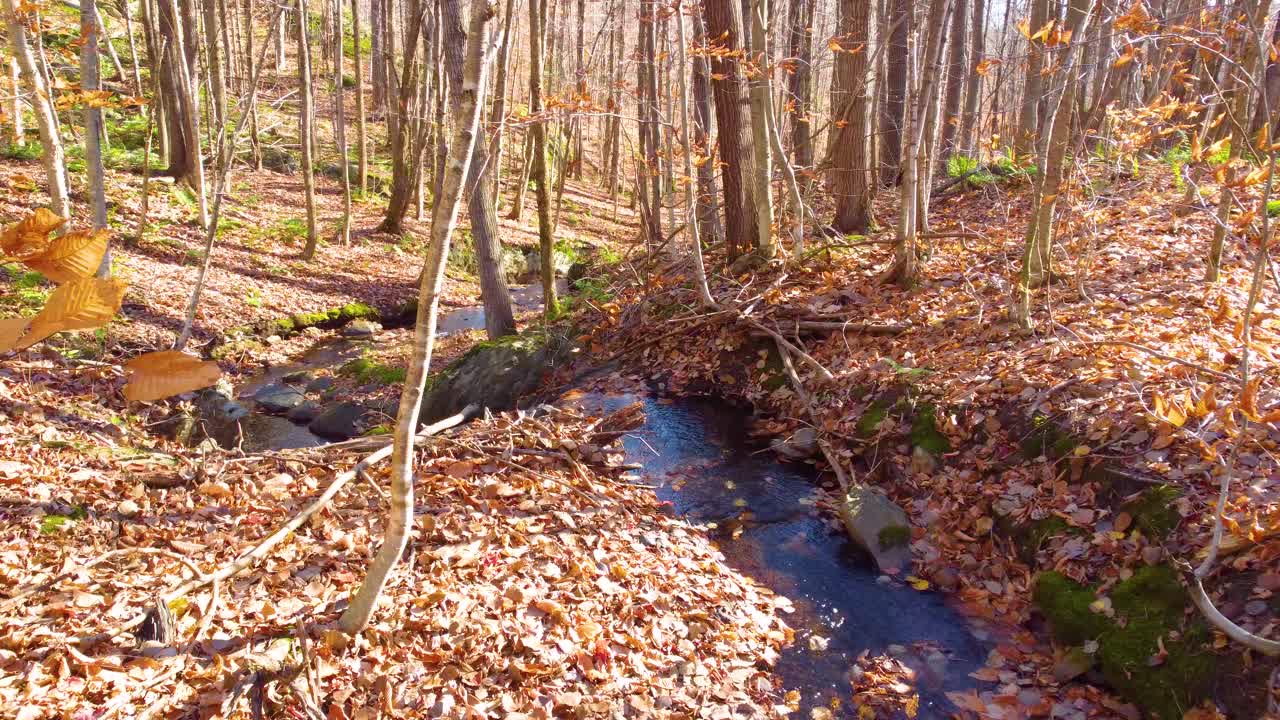 small stream meandering through the forest covered with fallen leaves in Estrie