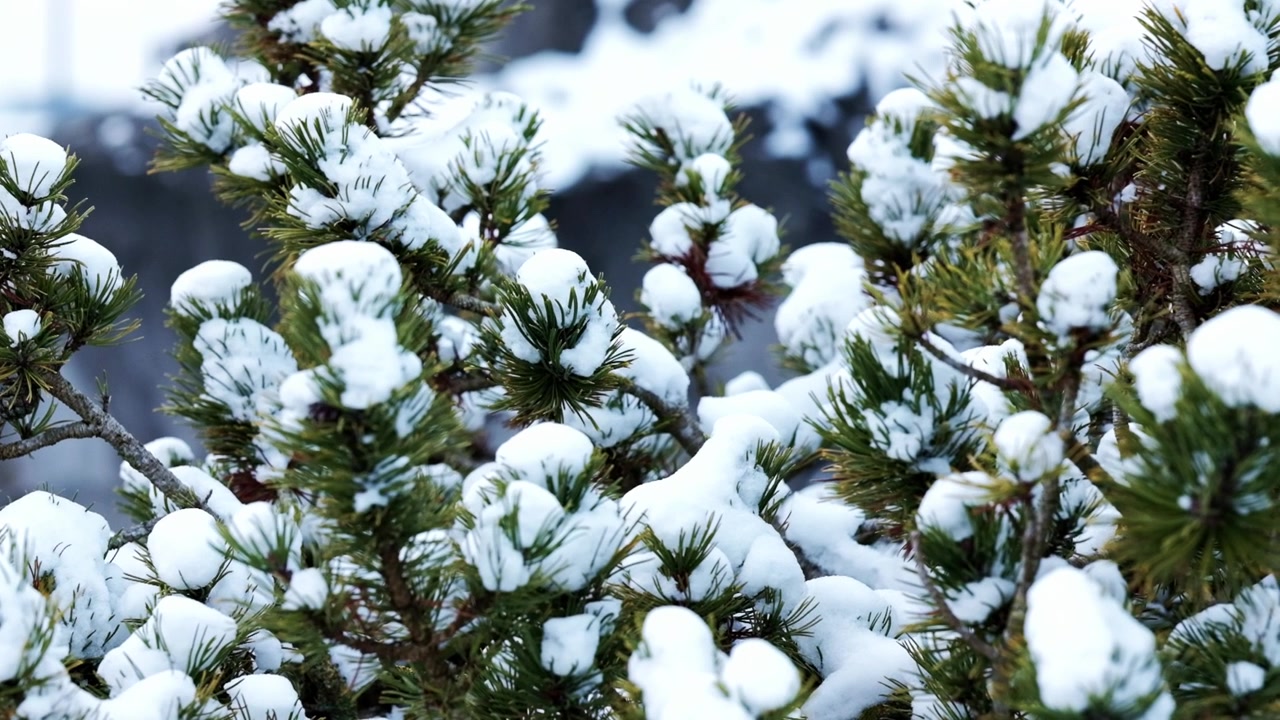 Neve fresca che copre un cespuglio di conifere sempreverde in inverno