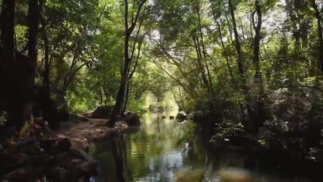 small narrow river flowing though the large rocks in a green forest