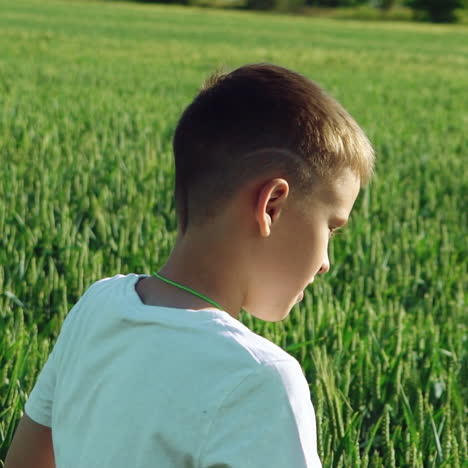 happy young boy going on green field with wheat at sunny day. curious boy walking through the beautiful wheatfield. slow motion