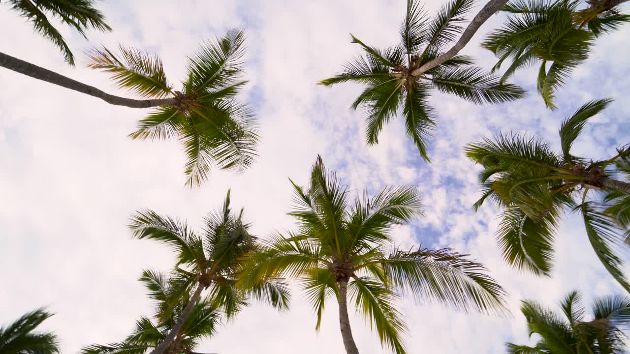 Palm trees under a blue sky with clouds
