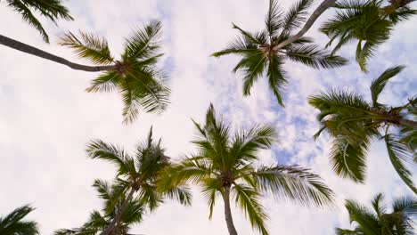 Palmeras-Bajo-Un-Cielo-Azul-Con-Nubes