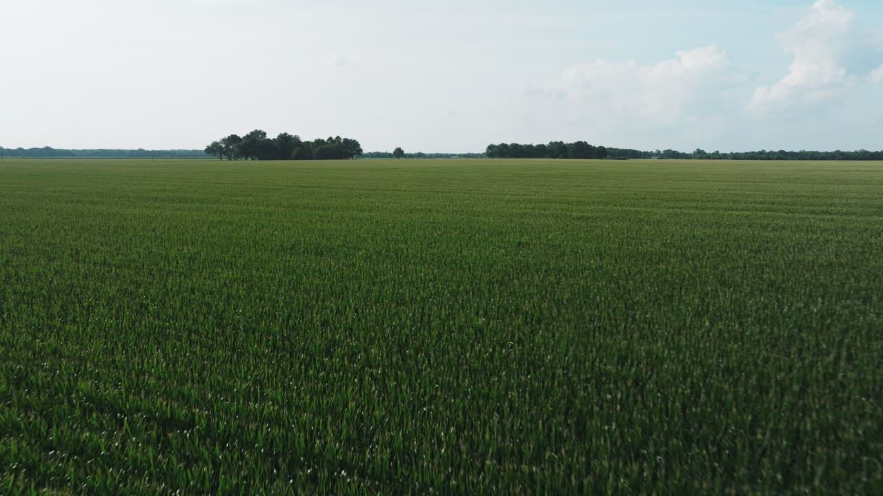 Green Corn Crops Growing On Expansive Farm Fields In Fredonia , Arkansas, USA
