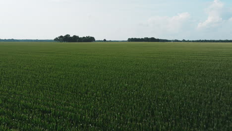 green corn crops growing on expansive farm fields in fredonia , arkansas, usa