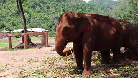 Elephants-standing-in-the-shade-eating-in-slow-motion