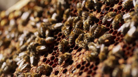 bees working on honeycomb