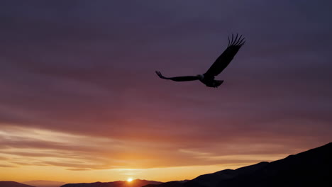 condor in flight at sunrise/sunset over mountains