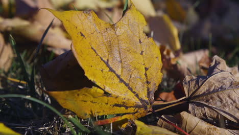 Ausgetrocknetes,-Gelb-Gefärbtes-Blatt-Am-Boden-Im-Frühherbst