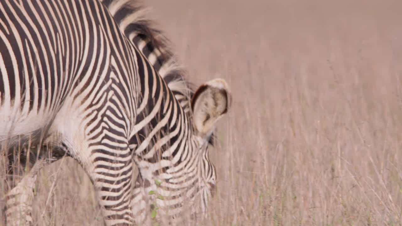 Grevy's Zebras walking in savannah in midday