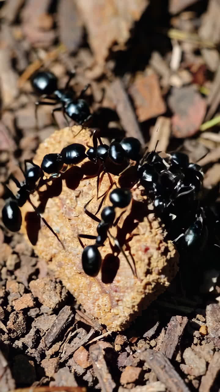 Black Ants Carrying Food