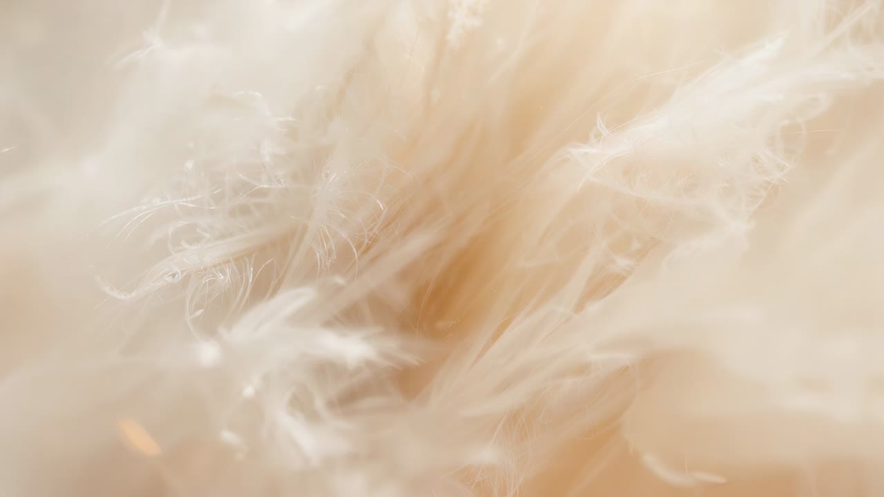 Panning macro camera scanning down-filled cushion, revealing cream downy feathers and glinting dust