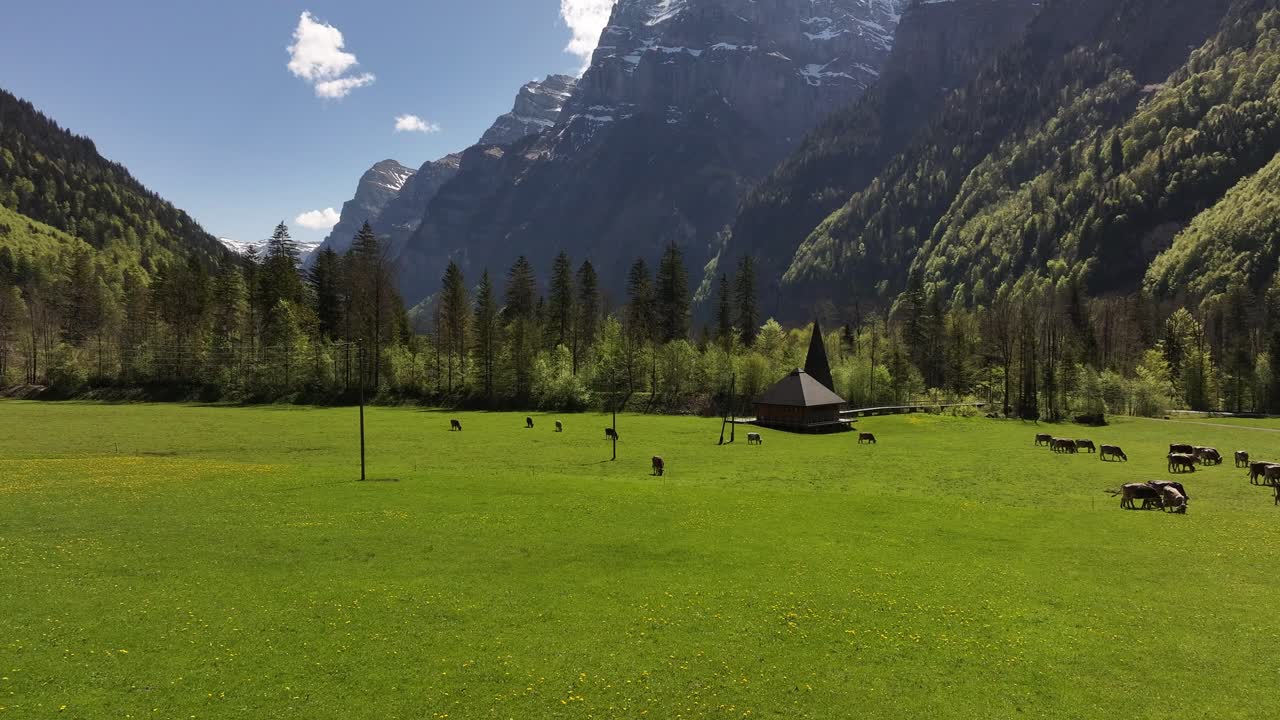Cows grazing on green meadow near Klöntalersee, Switzerland, with snow-capped alps in background