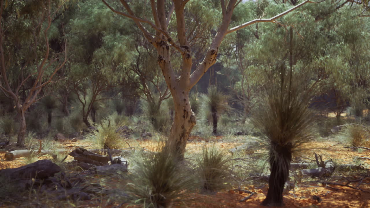 Fogliame fitto e luce solare che filtra tra gli alberi in un paesaggio australiano