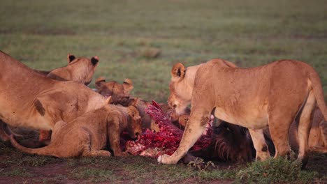 lions devouring kill on safari on the masai mara reserve in kenya africa