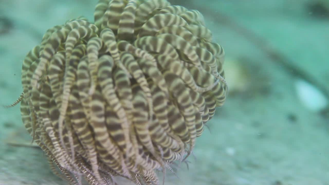 해류를 따라 표류하는 수영하는 말미잘