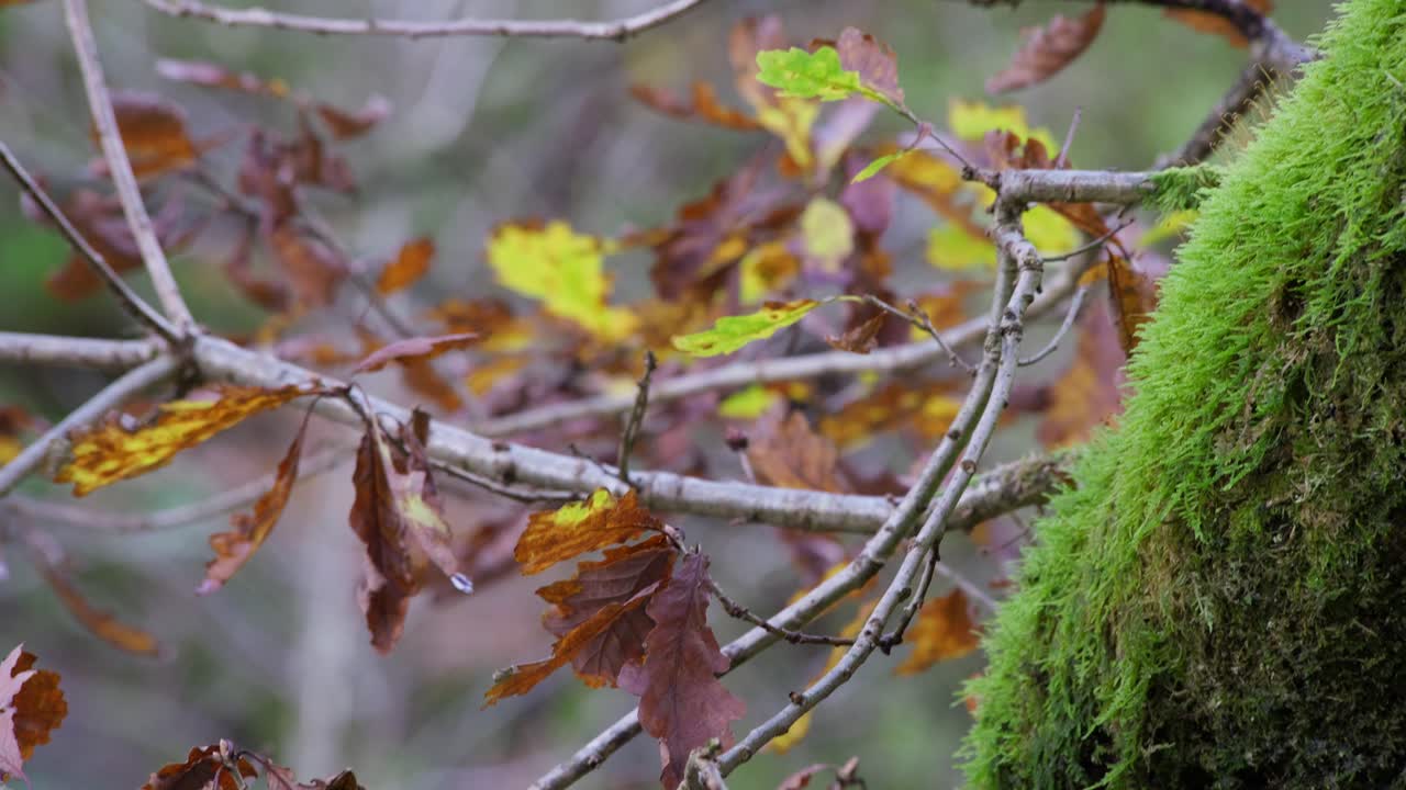나무 가지 에 있는 황금색 가을 잎