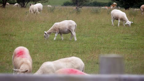 Red-marked-flock-of-sheep-freshly-clipped-grazing-on-Welsh-grassy-farmland-paasture