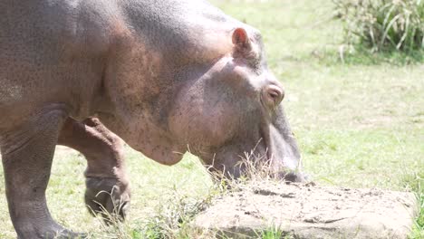 gran hipopótamo comiendo hierba en un día soleado