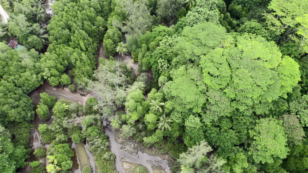mahe seychelles cinemática dron filmado sobre una exuberante vegetación y pequeños ríos que pasan