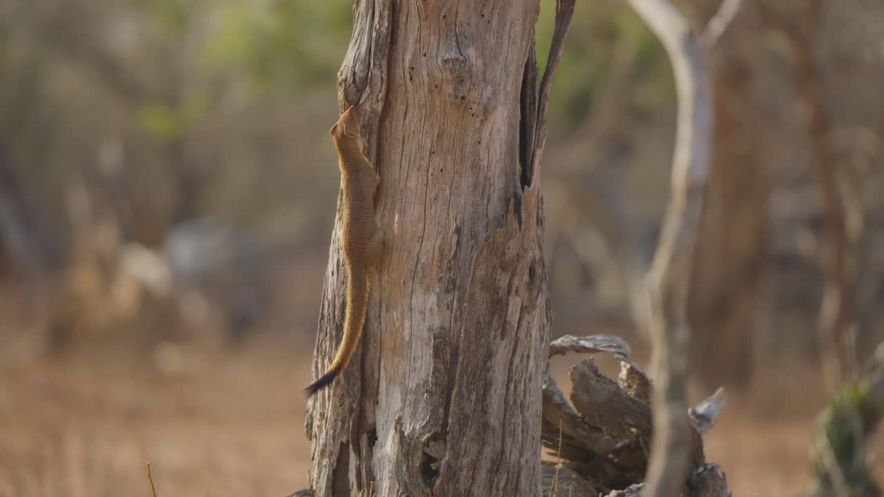 Slender mongoose climbs tree, foraging for food on a dry savanna trunk in Kruger National Park, South Africa. Tracking shot wildlife behavior in natural habitat
