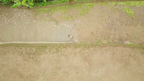 view-of-a-farmer-hoeing-a-rice-field-taken-from-drone-camera