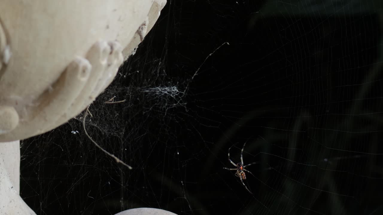 araña arrastrándose creando web, cerrar