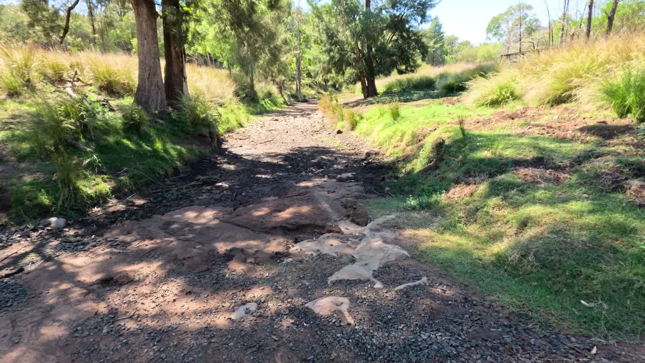 un sendero forestal sereno con luz solar y sombras
