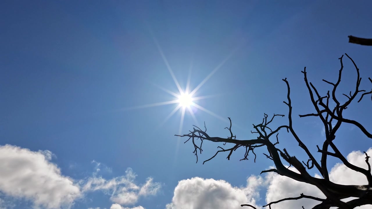 4K-Zeitrafferaufnahme zeigt ein altes, totes Baumgerippe, das sich der Sonne entgegenstreckt, während Wolken durch den Himmel ziehen. Dramatisches Natur-B-Roll für Umwelt-, Wildnis- und südwestliche Wüstengeschichten.