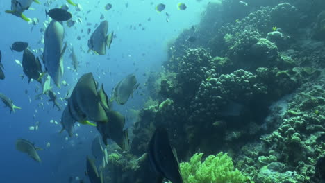 un grupo de peces espada de aleta larga también conocidos como peces murciélago sobre un arrecife de coral sano