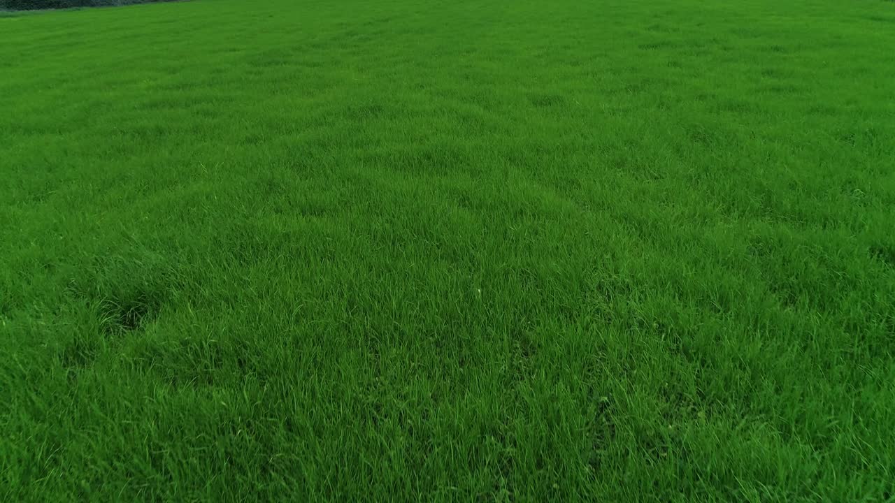 hierba verde como fondo vista aérea