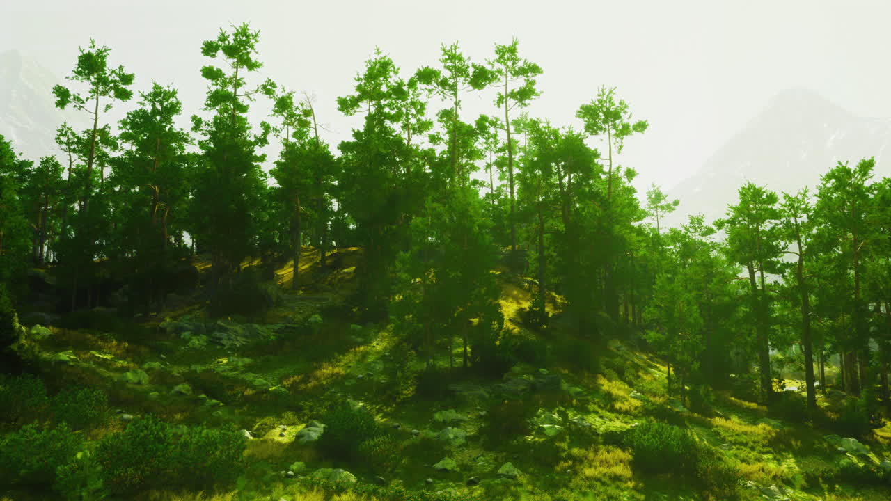 Lush green forest landscape under soft sunlight with distant mountains