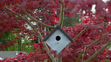 panning down to birdhouse hanging on japanese maple tree branch in the breeze