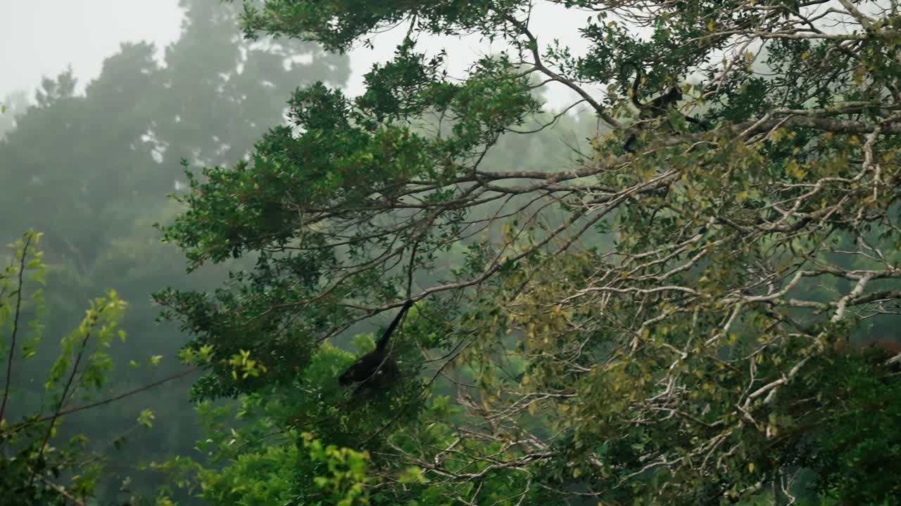 Two spider monkeys climb and swing on high tree branches amid the foggy rainforest of Tikal, Guatemala.