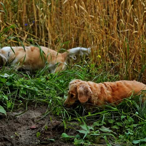 domestic dogs outdoors. funny pet dogs digging holes on the field. well-groomed dachshund pets playing on the ground.