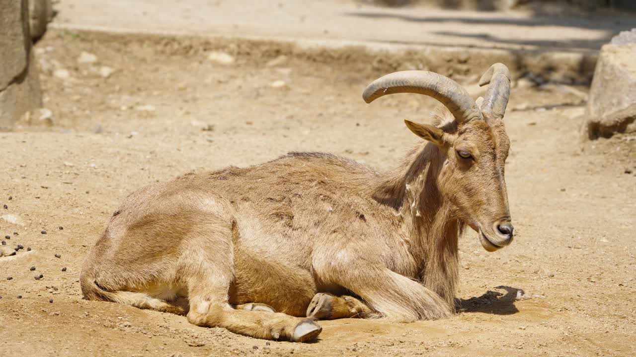 A Barbary sheep (Ammotragus lervia), also known as an aoudad, lies down to rest on the warm, sandy ground of its desert-like enclosure at the Seoul Grand Park Zoo in South Korea.