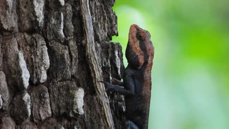 lagarto comiendo hormigas uhd mp4 4k