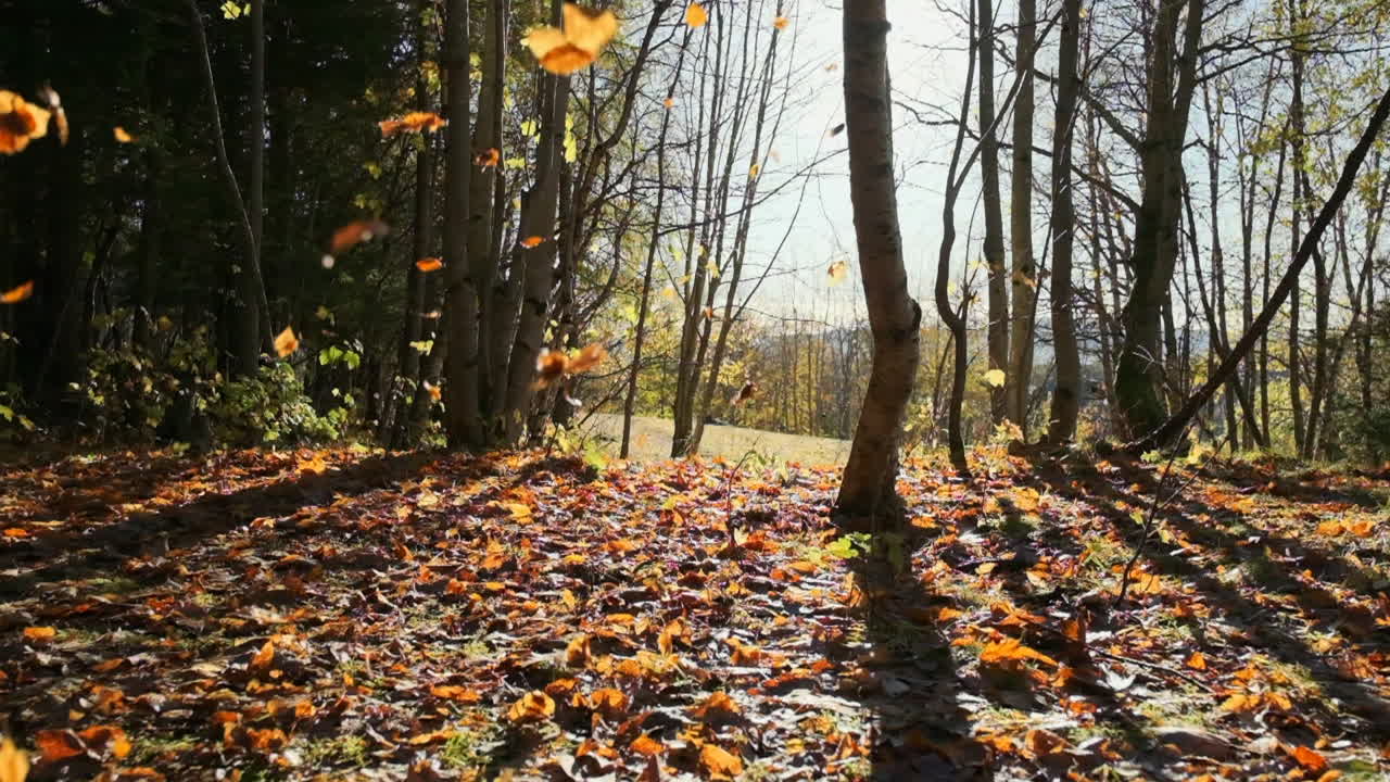 A beautiful clip of leaves falling in slow motion in the middle of a forest, with light beams from the sun shining trough the trees