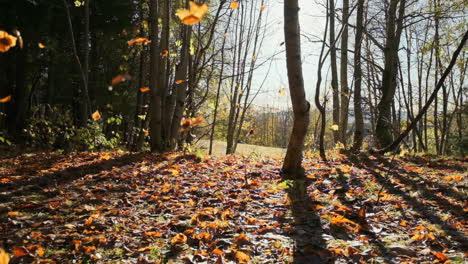 a beautiful clip of leaves falling in slow motion in the middle of a forest, with light beams from the sun shining trough the trees