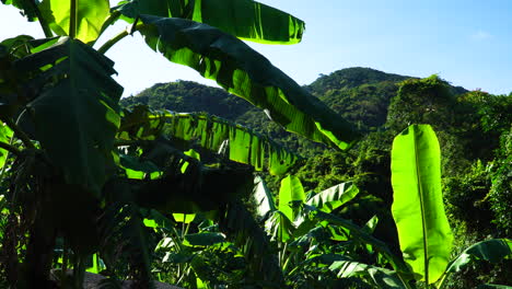 arboleda de plátanos en vietnam