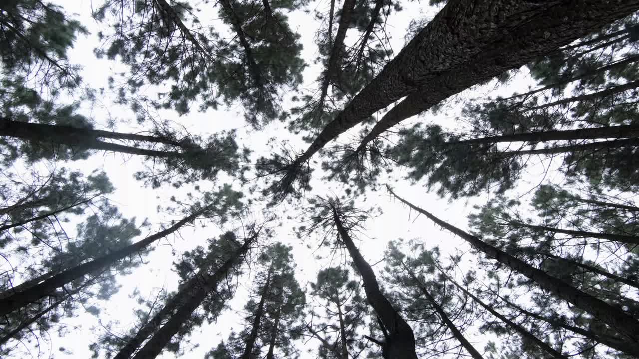 Low Angle Black and White Shot Of Majestic Tall Trees Stretching Towards The Sky In The Forest Of Bukidnon In The Philippines
