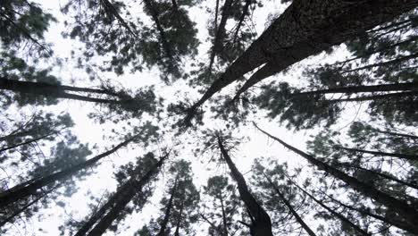 low angle black and white shot of majestic tall trees stretching towards the sky in the forest of bukidnon in the philippines