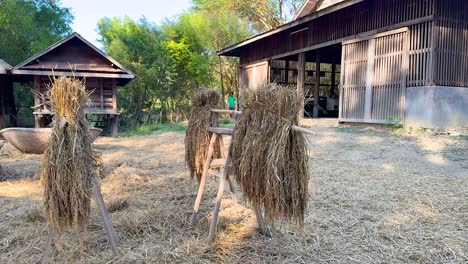 drying rice stalks in a rural setting